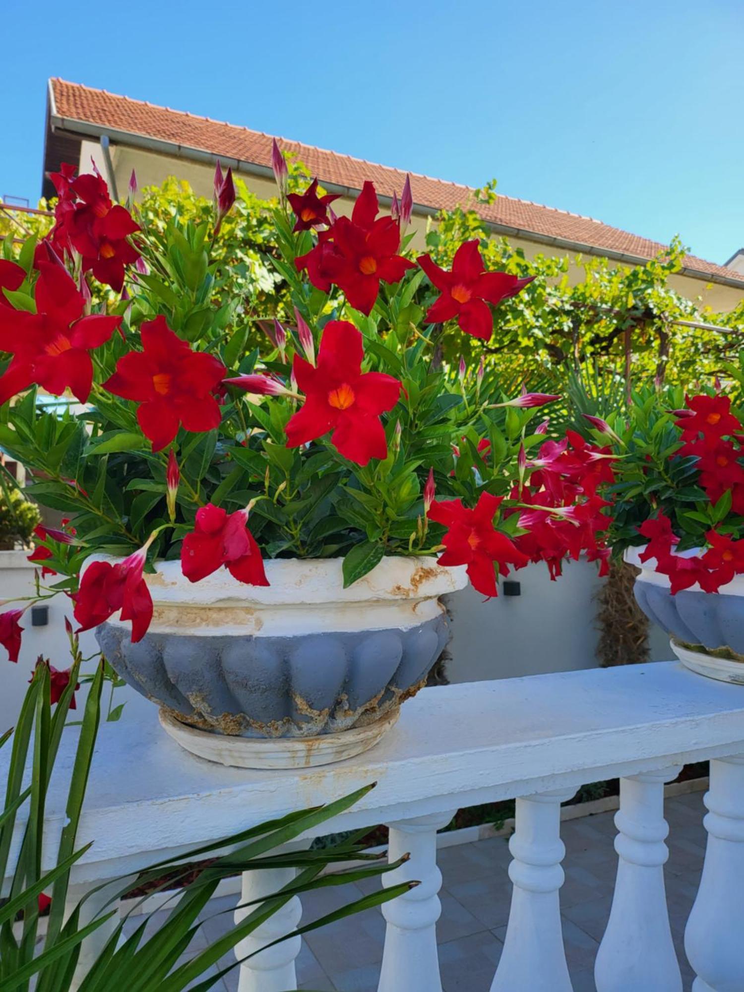 Apartments Rino Vodice Dış mekan fotoğraf